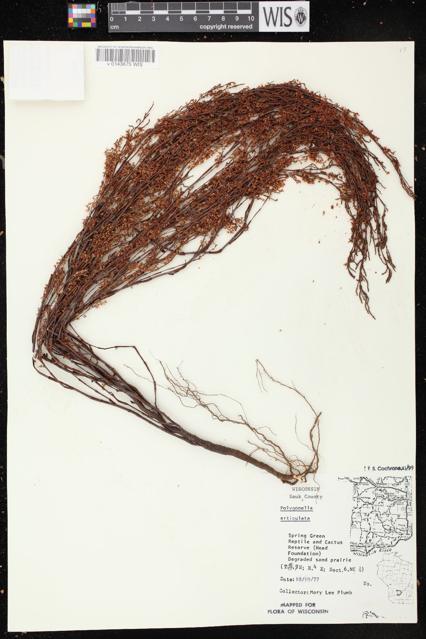 Polygonella articulata image
