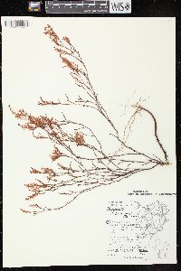 Polygonella articulata image