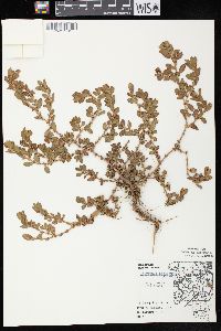 Polygonum achoreum image