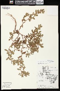 Polygonum achoreum image