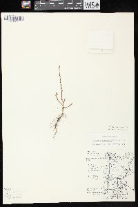 Polygonum arenastrum image