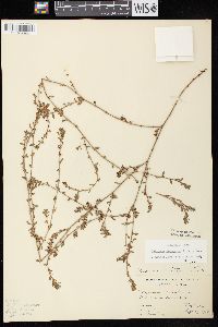 Polygonum arenastrum image