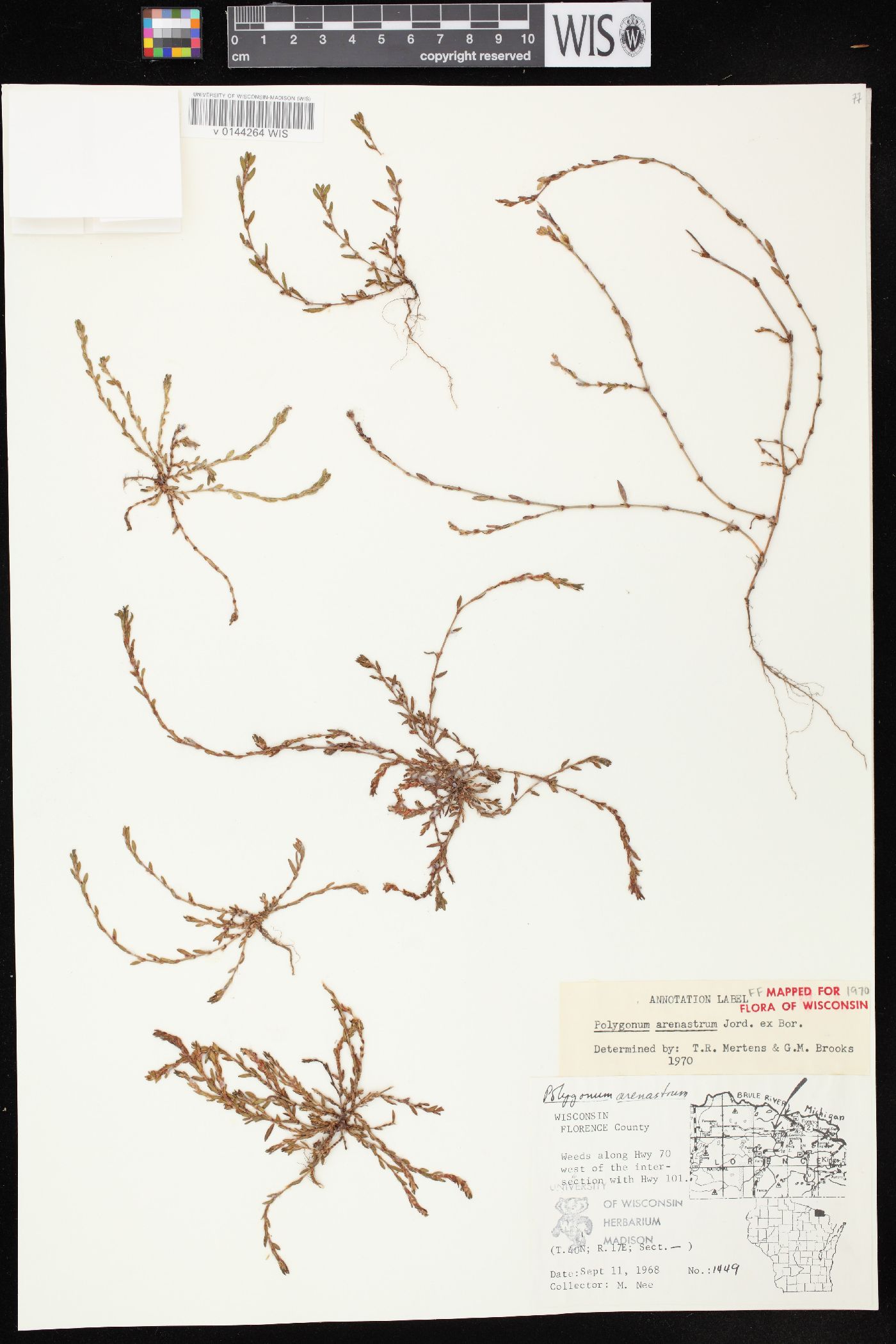 Polygonum arenastrum image