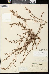 Polygonum arenastrum image