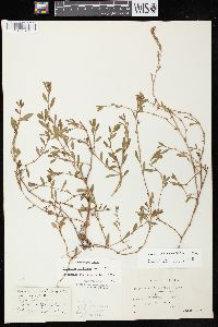 Polygonum arenastrum image