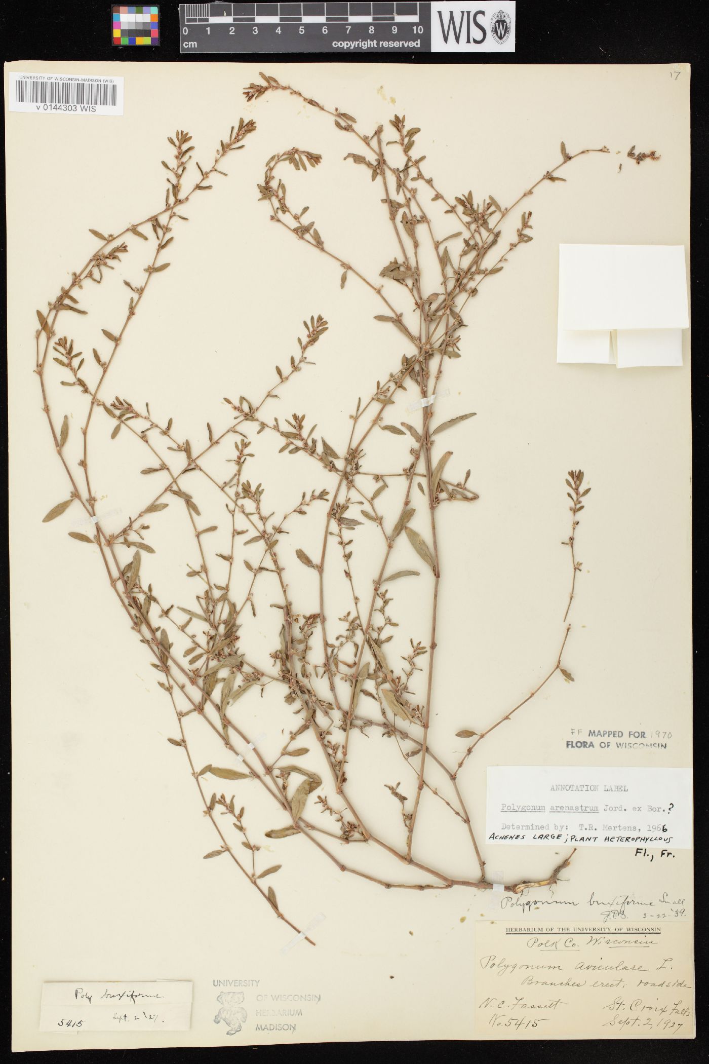 Polygonum arenastrum image