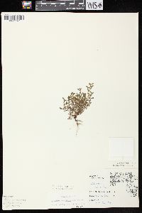 Polygonum arenastrum image