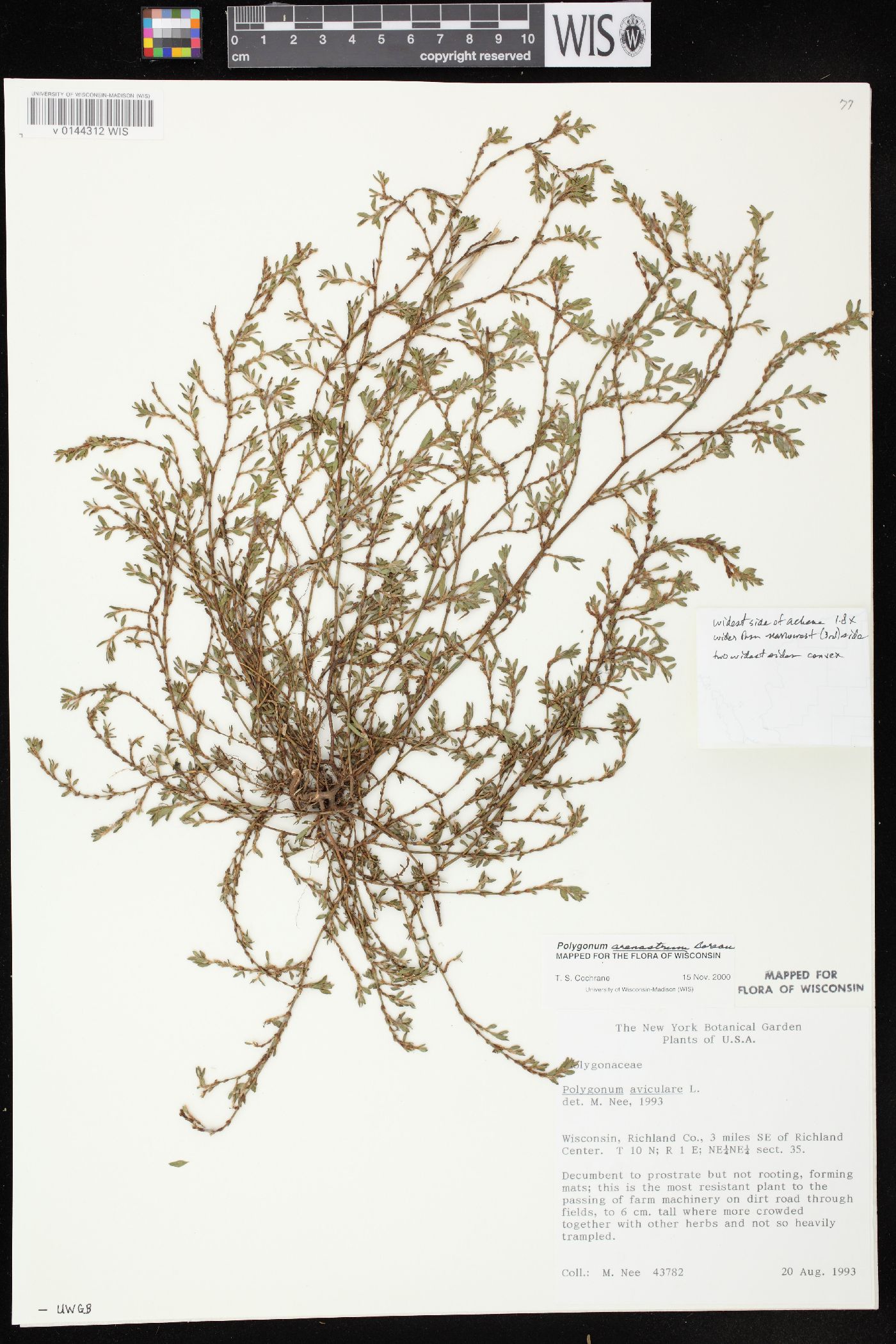 Polygonum arenastrum image