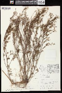 Polygonum arenastrum image