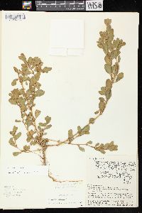 Polygonum achoreum image