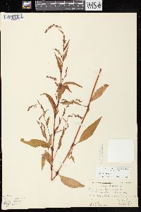 Persicaria hydropiper image