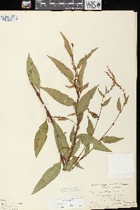 Persicaria hydropiper image