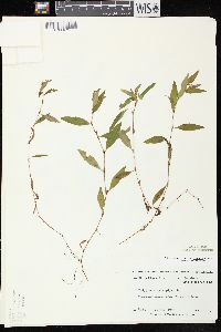 Persicaria hydropiper image