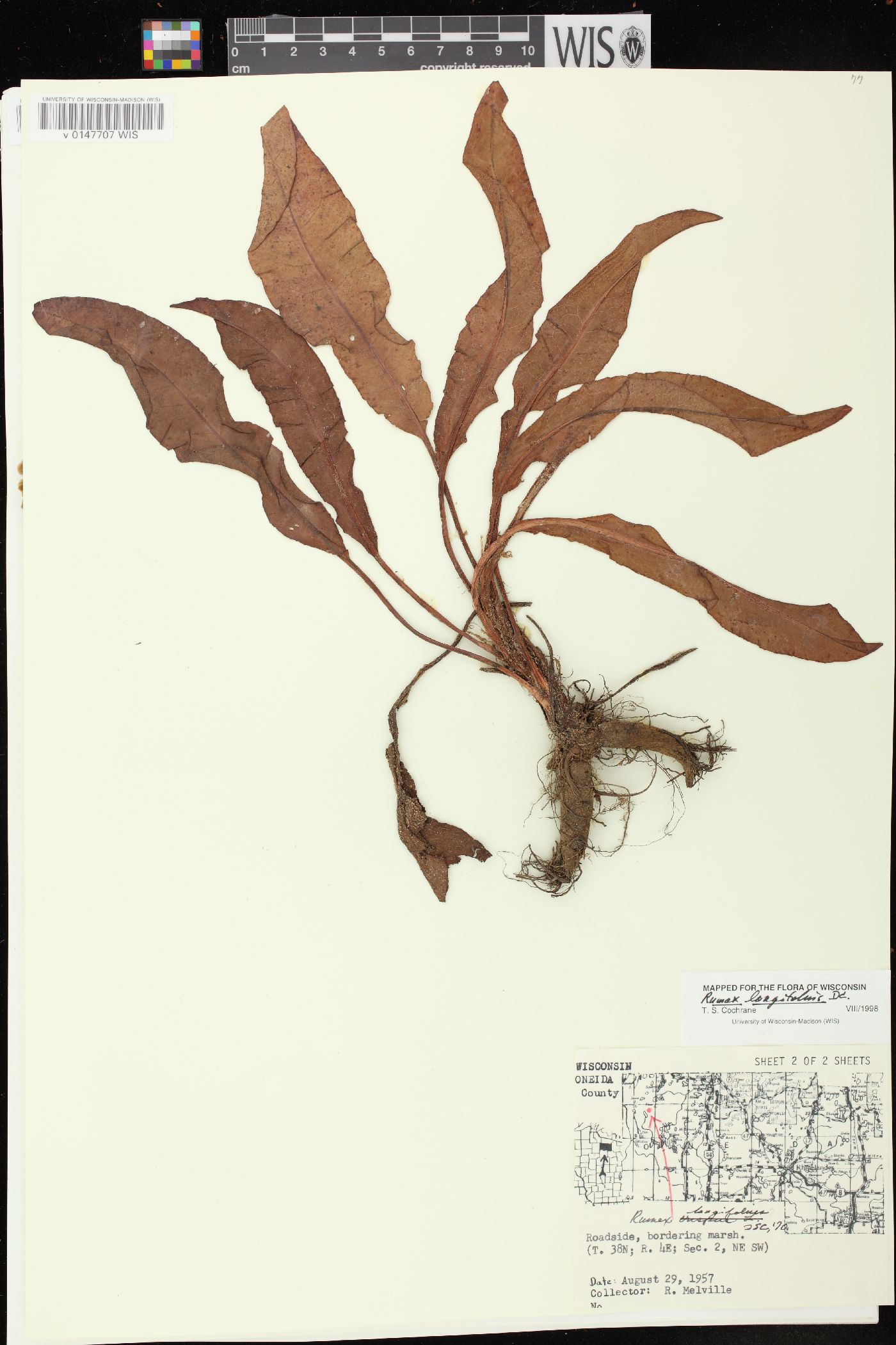 Rumex longifolius image