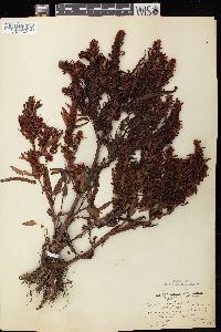 Rumex fueginus image