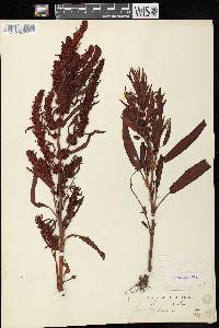 Rumex fueginus image