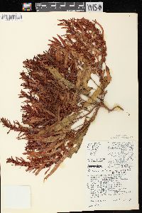 Rumex fueginus image