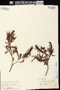 Rumex fueginus image