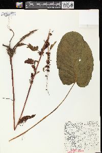 Rumex obtusifolius image