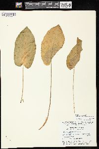 Rumex obtusifolius image