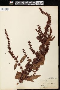 Rumex obtusifolius image