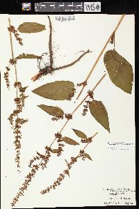 Rumex obtusifolius image