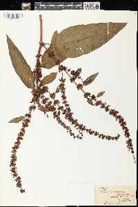 Rumex obtusifolius image