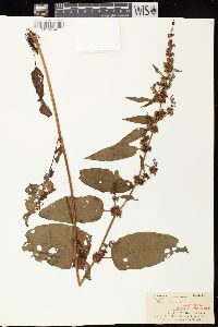 Rumex obtusifolius image