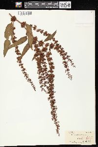 Rumex obtusifolius image