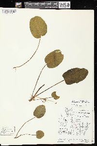 Rumex obtusifolius image