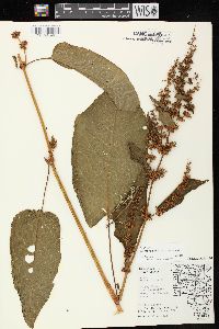 Rumex obtusifolius image