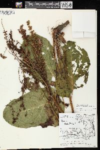 Rumex obtusifolius image