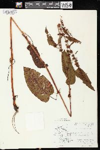 Rumex obtusifolius image