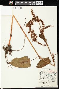 Rumex obtusifolius image