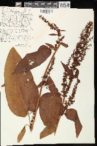 Rumex obtusifolius image