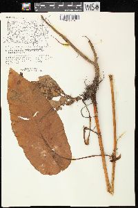 Rumex obtusifolius image