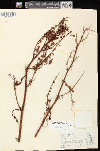 Rumex orbiculatus image