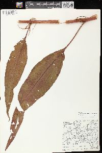 Rumex orbiculatus image