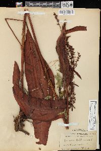 Rumex orbiculatus image