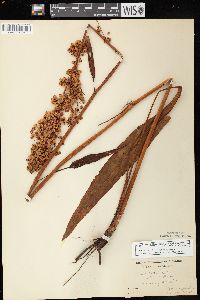 Rumex orbiculatus image