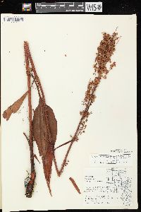 Rumex orbiculatus image