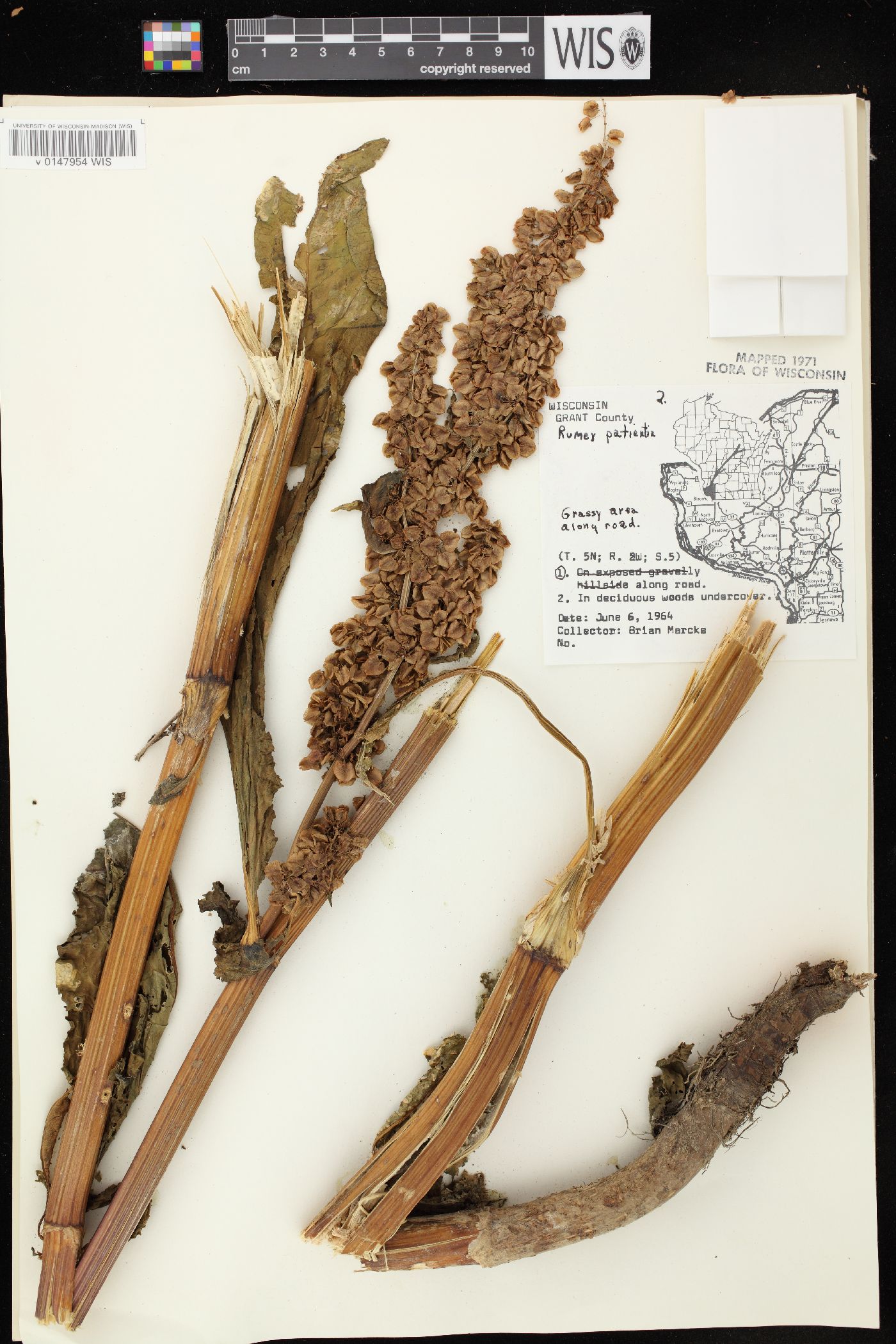 Rumex patientia image