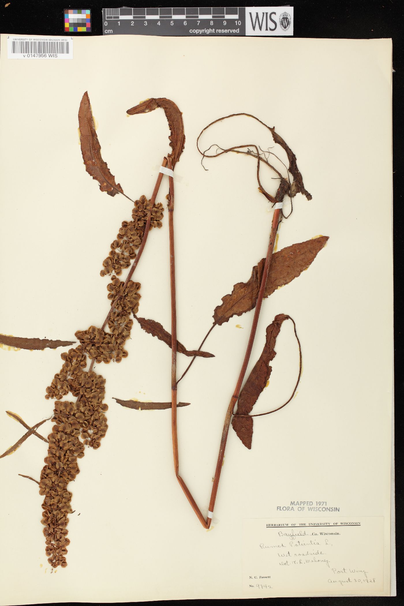 Rumex patientia image