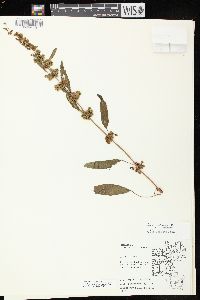 Rumex patientia image