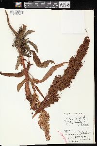 Rumex patientia image