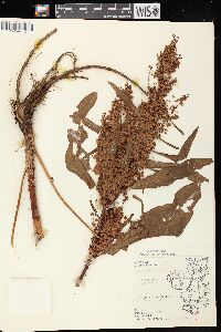 Rumex patientia image