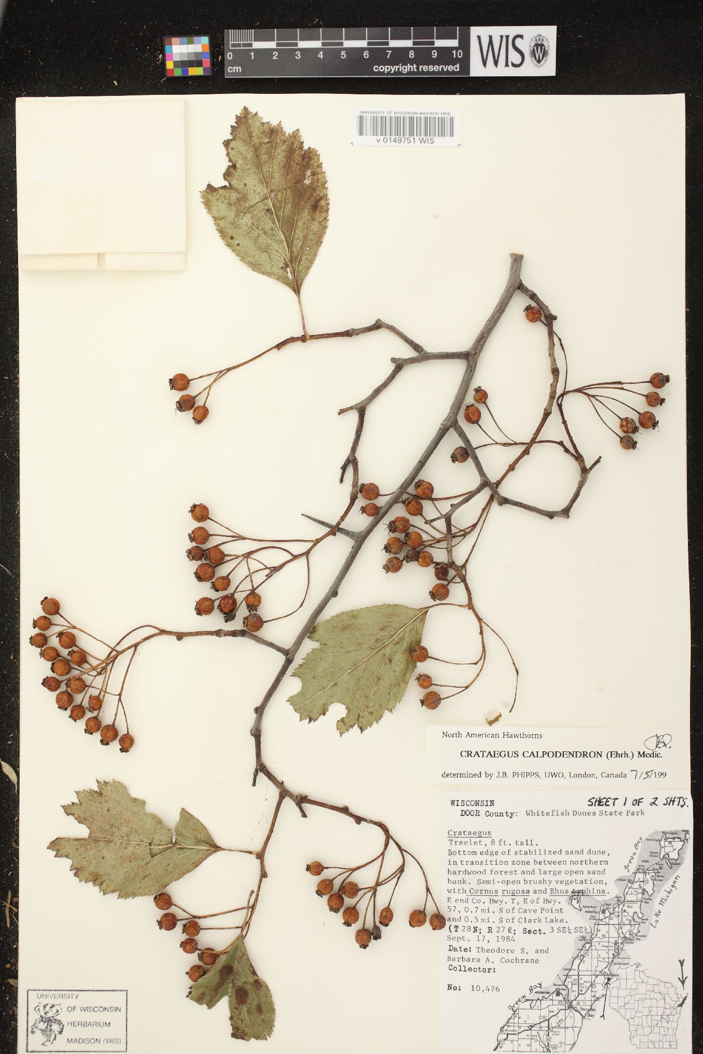 Crataegus calpodendron image