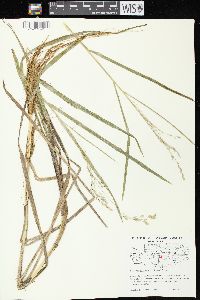 Glyceria canadensis image