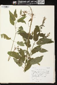 Stachys tenuifolia image