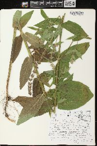 Stachys tenuifolia image